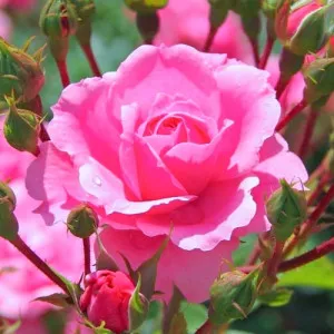 Trandafir teahibrid Cream Pink