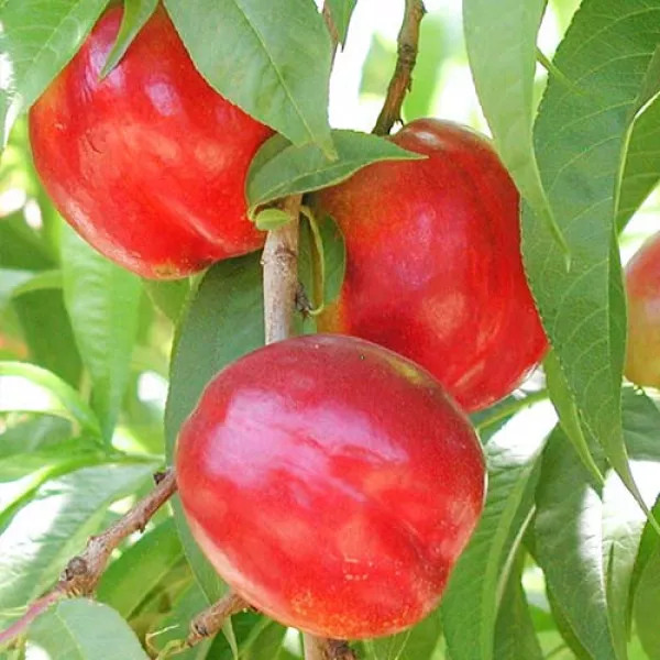 Nectarin Aeris
