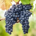 Viță de vie Pinot Noir