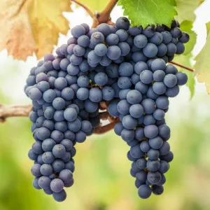 Viță de vie Pinot Noir