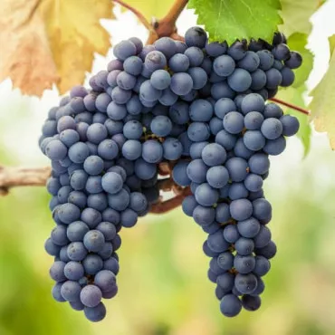 Viță de vie Pinot Noir