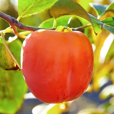 Kaki aclimatizat