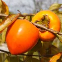 Kaki aclimatizat Jiro