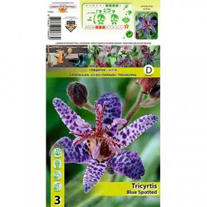 Crin de apă (Tricyrtis) Blue Spotted