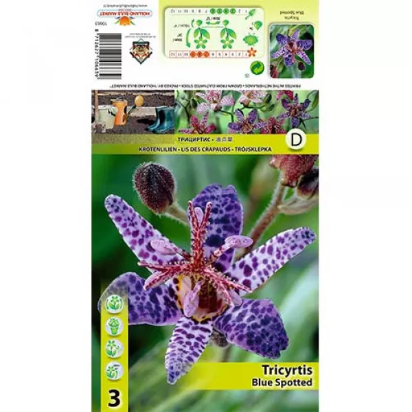 Crin de apă (Tricyrtis) Blue Spotted