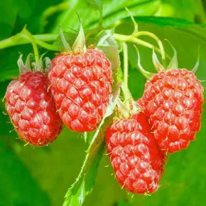 Hibrid de mure și zmeură Loganberry