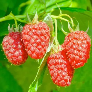 Hibrid de mure și zmeură Loganberry