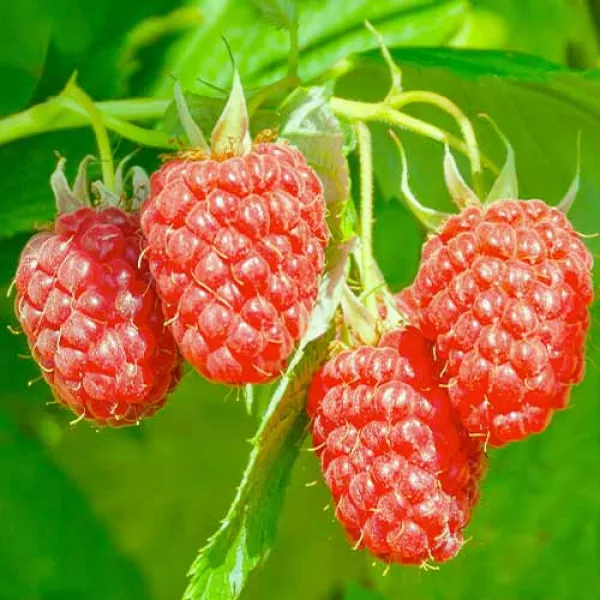 Hibrid de mure și zmeură Loganberry