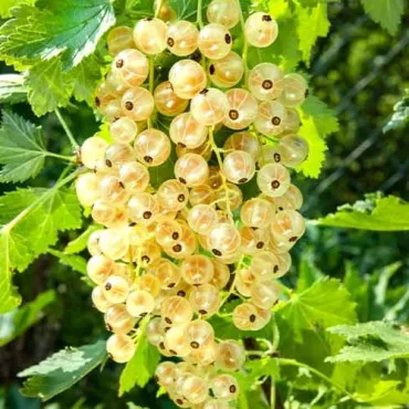 Coacăz alb Versaille