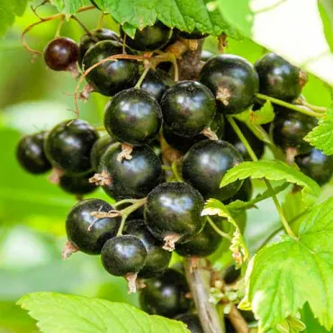 Coacăz negru Titania