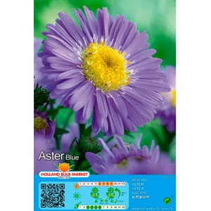 Aster alpin albastru