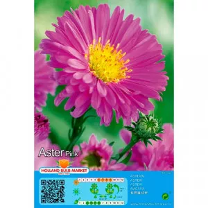 Aster alpin roz