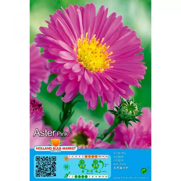Aster alpin roz