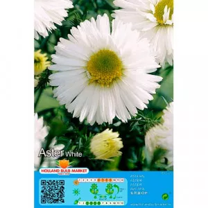 Aster alpin alb