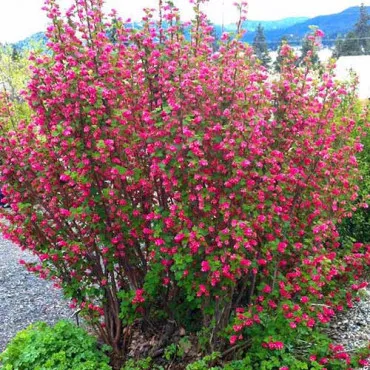 Coacăz ornamental Pulborough Scarlet