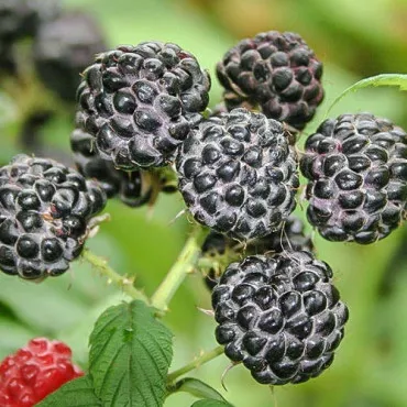 Zmeur negru