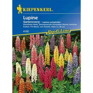 Semințe de lupin pitic de grădină