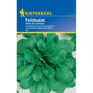 Semințe de salată de câmp (Fetică) Verte de Cambrai