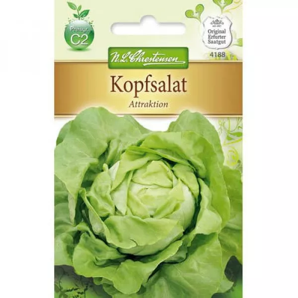 Semințe de salată verde Attraktion