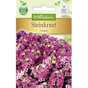 Semințe de lobularia Violett