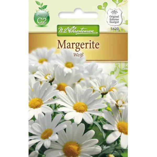 Semințe de crizantemă White