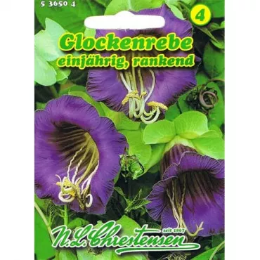 Semințe de cobaea Violettblau