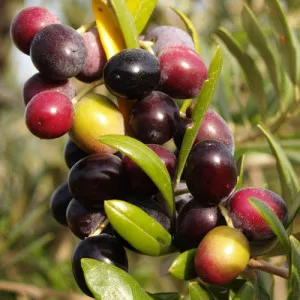 Măslin aclimatizat Arbequina