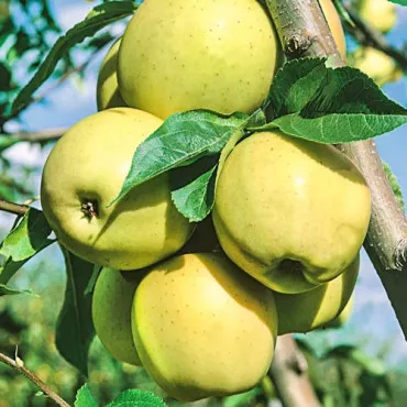 Măr Golden Super