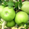 Măr Granny Smith