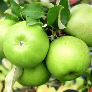Măr Granny Smith
