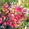 Fistic aclimatizat Aegenes