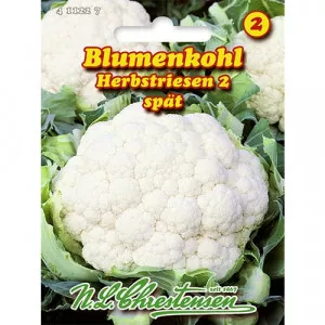 Semințe de conopidă Autumn Giant 2