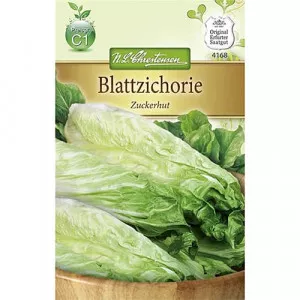 Semințe de cicoare albă (radicchio) Zuckerhut
