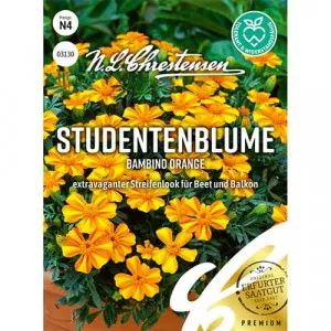 Semințe de crăițe Bambino Orange