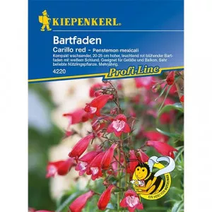 Semințe de penstemon Carillo Red