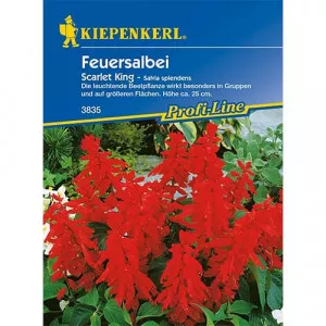Semințe de salvie decorativă Scarlet King