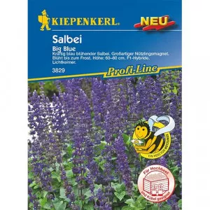 Semințe de salvie Big Blue