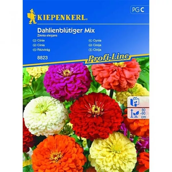 Semințe de zinnia (Cârciumăreasă) tip dalie, mix multicolor