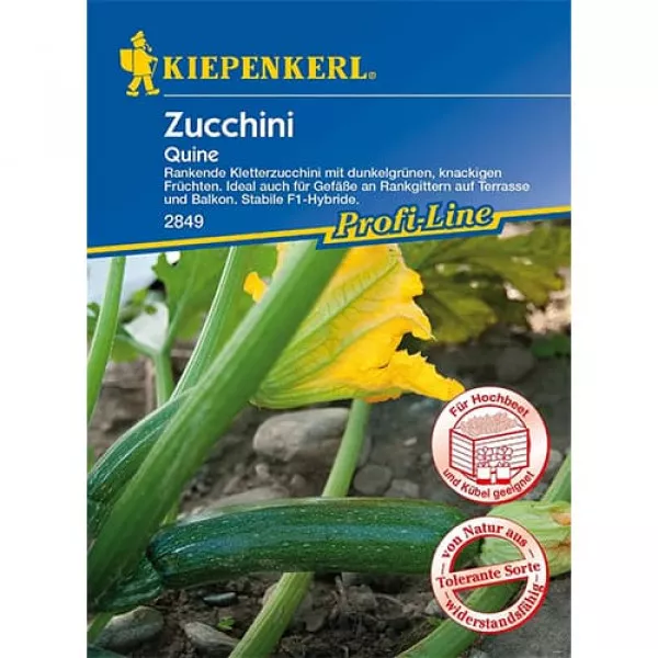 Semințe de dovlecel zucchini Quine F1