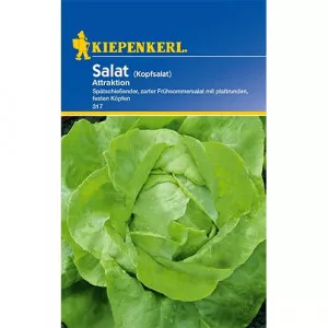 Semințe de salată verde Attraktion