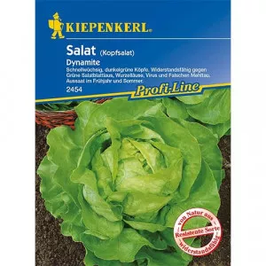 Semințe de salată verde Dynamite