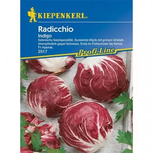 Semințe de cicoare roșie (radicchio) Indigo