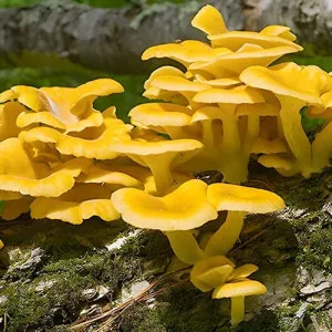 Pleurotus galben