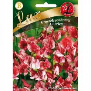 Semințe de lathyrus odoratus (Sângele voinicului) America