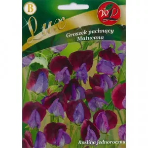 Semințe de lathyrus odoratus (Sângele voinicului) Matucana