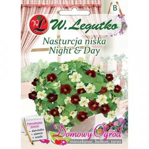 Semințe de condurul doamnei Night and Day