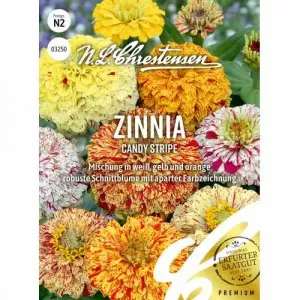 Semințe de zinnia (Cârciumăreasă) Candy Stripe