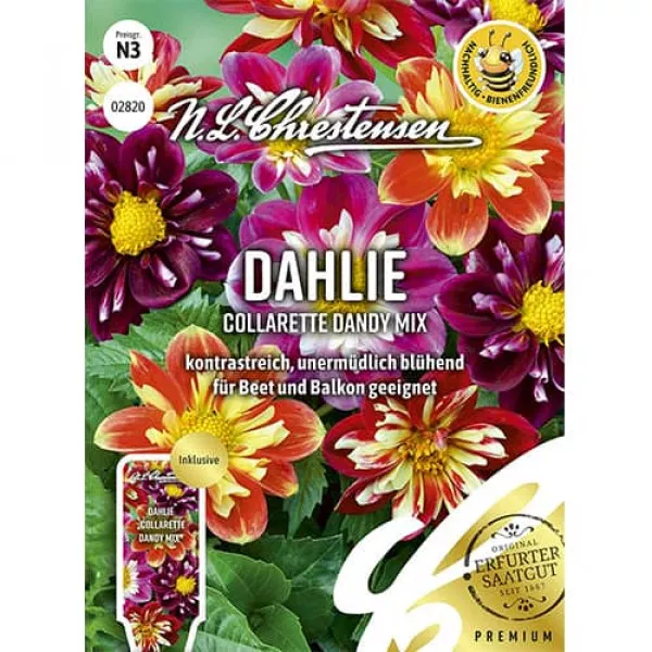 Semințe de dalii Collarette Dandy, mix multicolor