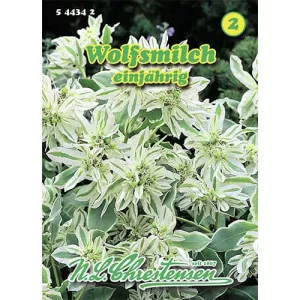 Semințe de euphorbia marginata