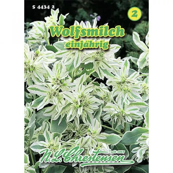 Semințe de euphorbia marginata